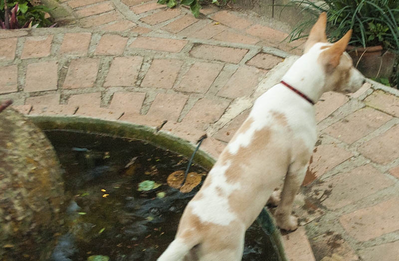 pet dog bite dog bite